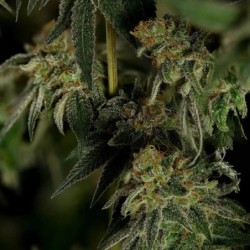Medical Mass CBD semi cannabis Royal Queen Seeds