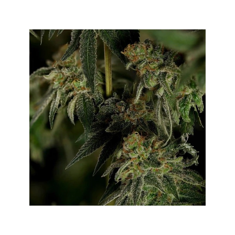 Medical Mass CBD semi cannabis Royal Queen Seeds