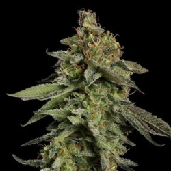 Medical Mass CBD semi cannabis Royal Queen Seeds