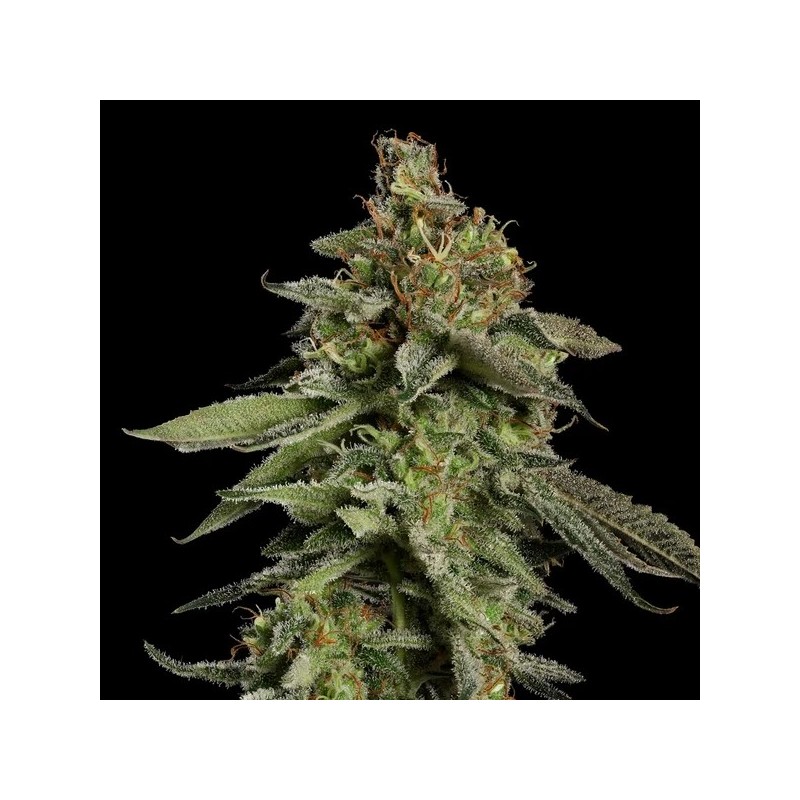 Medical Mass CBD semi cannabis Royal Queen Seeds