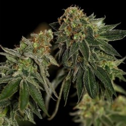 Medical Mass CBD semi cannabis Royal Queen Seeds