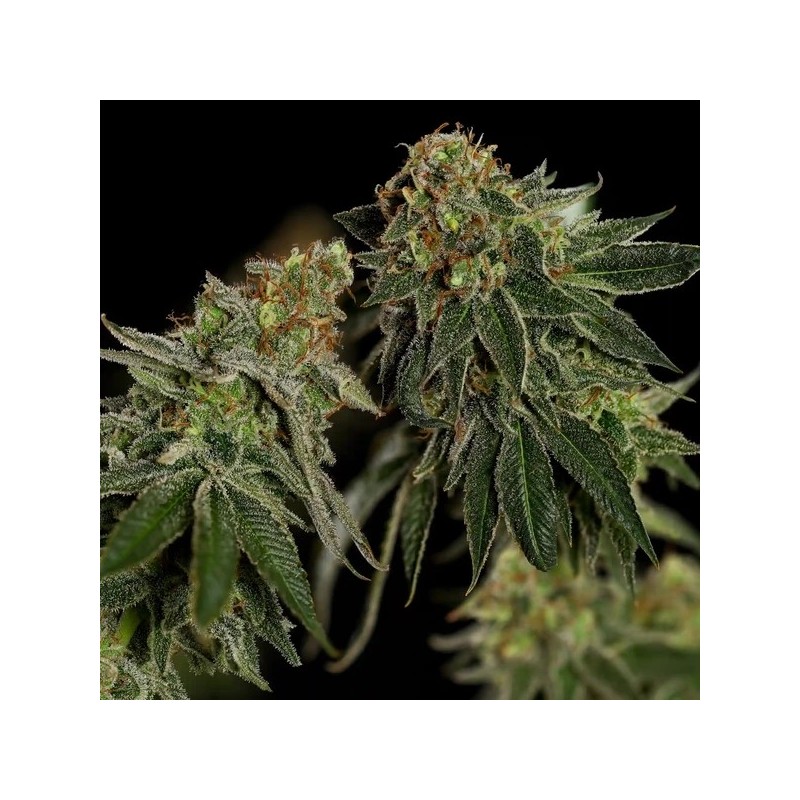 Medical Mass CBD semi cannabis Royal Queen Seeds