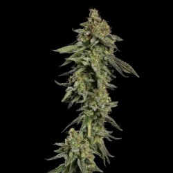 Medical Mass CBD semi cannabis Royal Queen Seeds