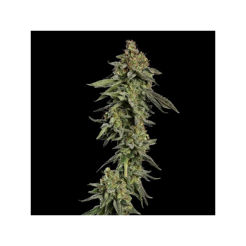 Medical Mass CBD semi cannabis Royal Queen Seeds