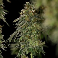 Medical Mass CBD semi cannabis Royal Queen Seeds