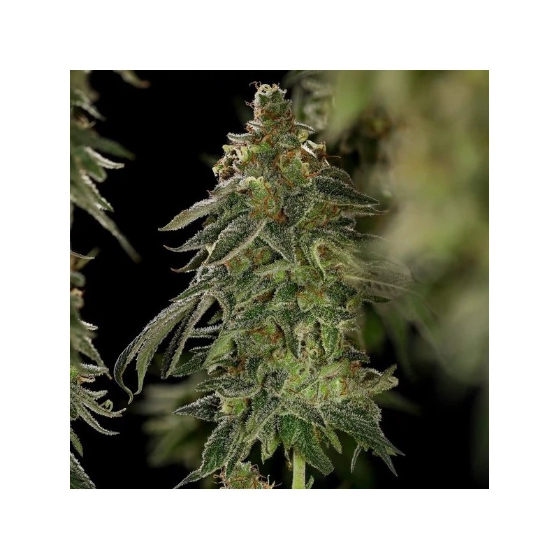 Medical Mass CBD semi cannabis Royal Queen Seeds