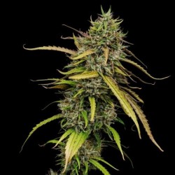 Medical Mass CBD semi cannabis Royal Queen Seeds