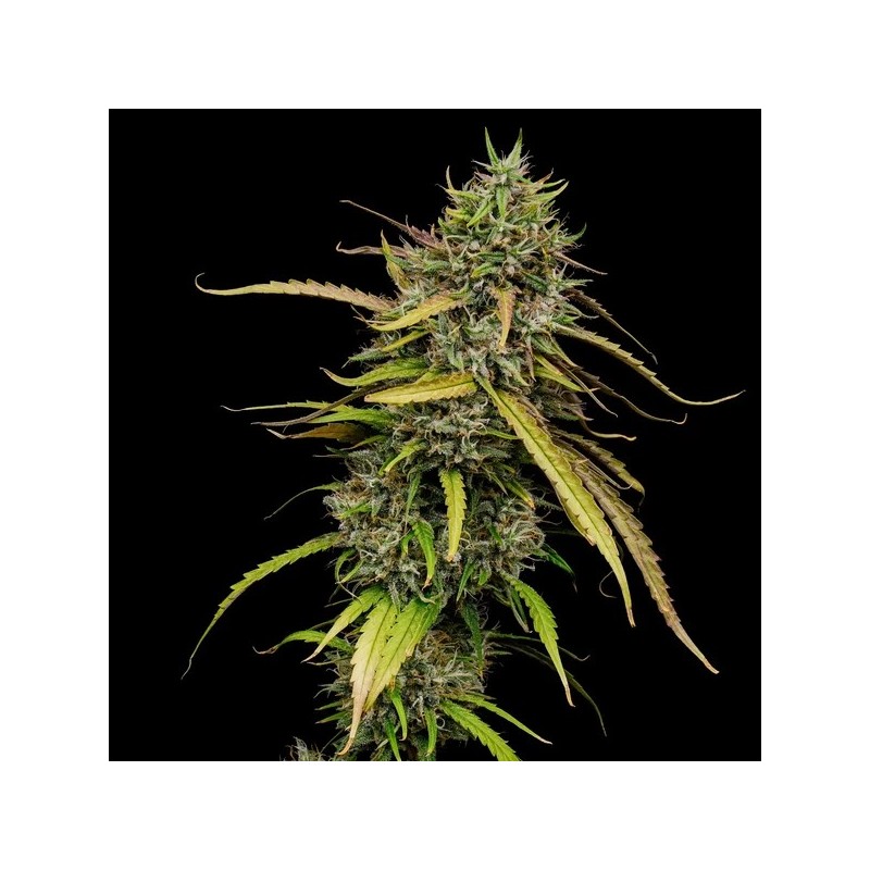 Medical Mass CBD semi cannabis Royal Queen Seeds