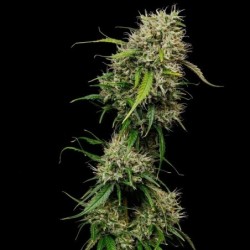 Medical Mass CBD semi cannabis Royal Queen Seeds