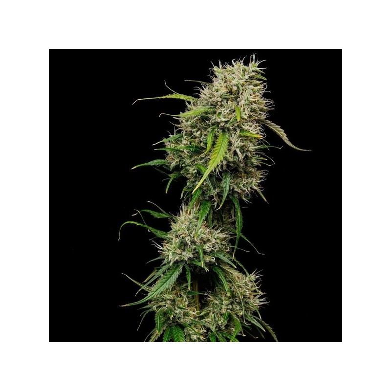 Medical Mass CBD semi cannabis Royal Queen Seeds