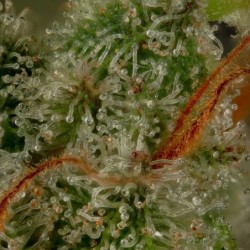 Medical Mass CBD semi cannabis Royal Queen Seeds