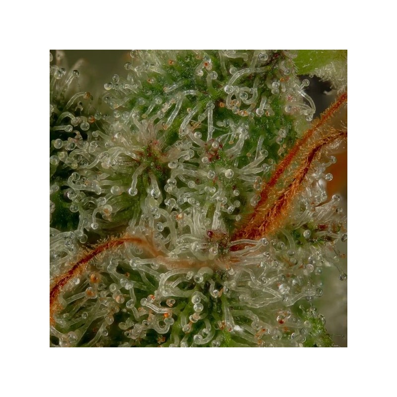 Medical Mass CBD semi cannabis Royal Queen Seeds