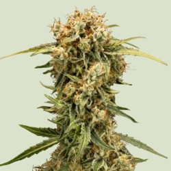 Medusa F1 Auto semi cannabis Royal Queen Seeds