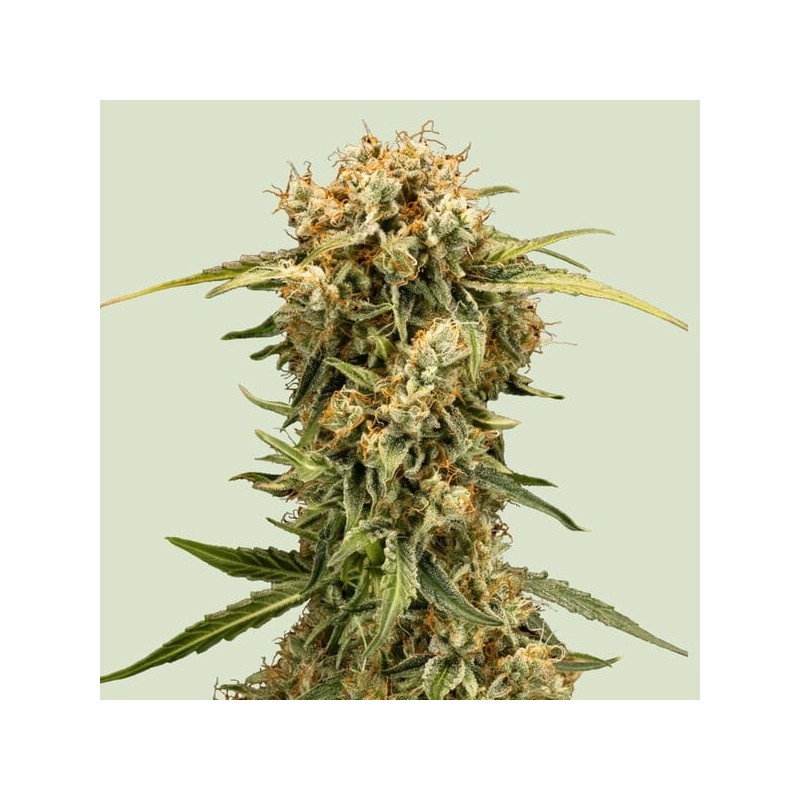 Medusa F1 Auto semi cannabis Royal Queen Seeds