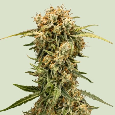 Medusa F1 Auto semi cannabis Royal Queen Seeds