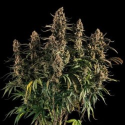 Medusa F1 Auto semi cannabis Royal Queen Seeds