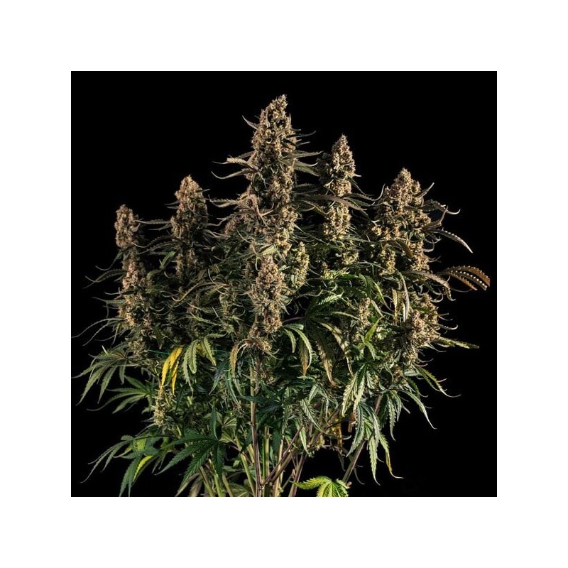 Medusa F1 Auto semi cannabis Royal Queen Seeds