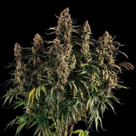 Medusa F1 Auto semi cannabis Royal Queen Seeds