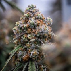 Medusa F1 Auto semi cannabis Royal Queen Seeds