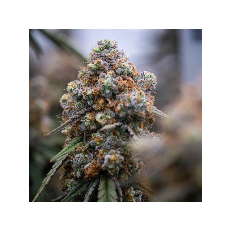 Medusa F1 Auto semi cannabis Royal Queen Seeds