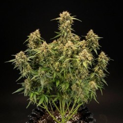 Medusa F1 Auto semi cannabis Royal Queen Seeds