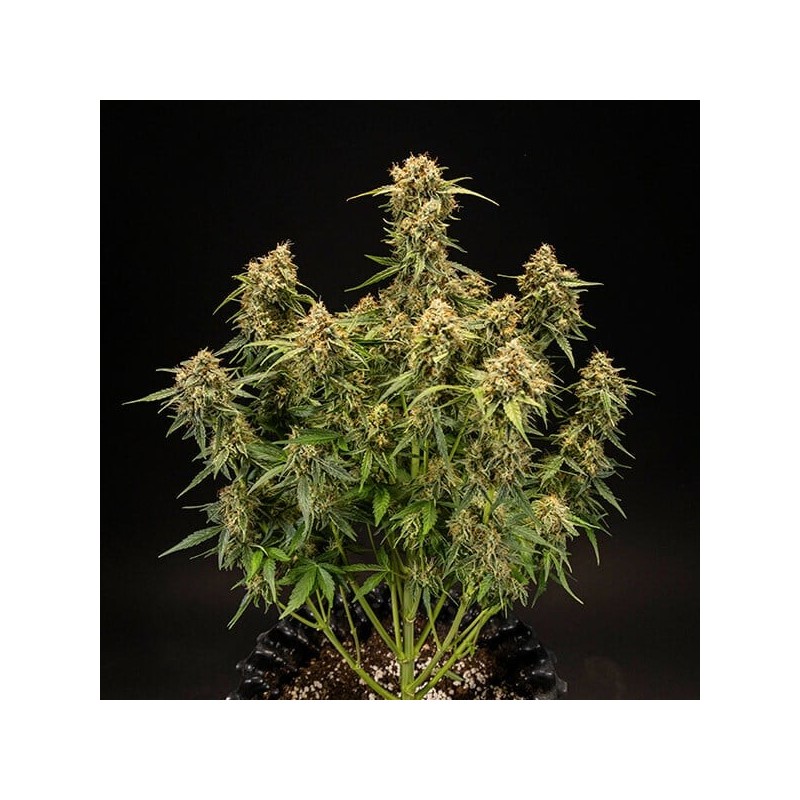 Medusa F1 Auto semi cannabis Royal Queen Seeds