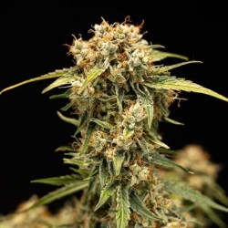 Medusa F1 Auto semi cannabis Royal Queen Seeds