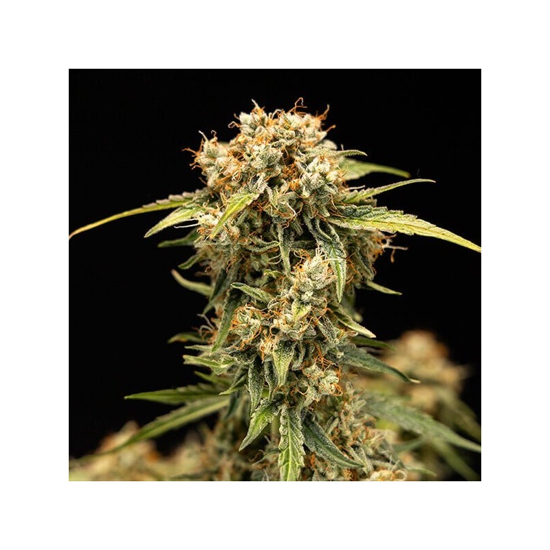 Medusa F1 Auto semi cannabis Royal Queen Seeds