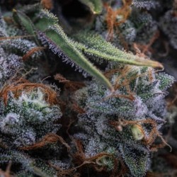 Medusa F1 Auto semi cannabis Royal Queen Seeds