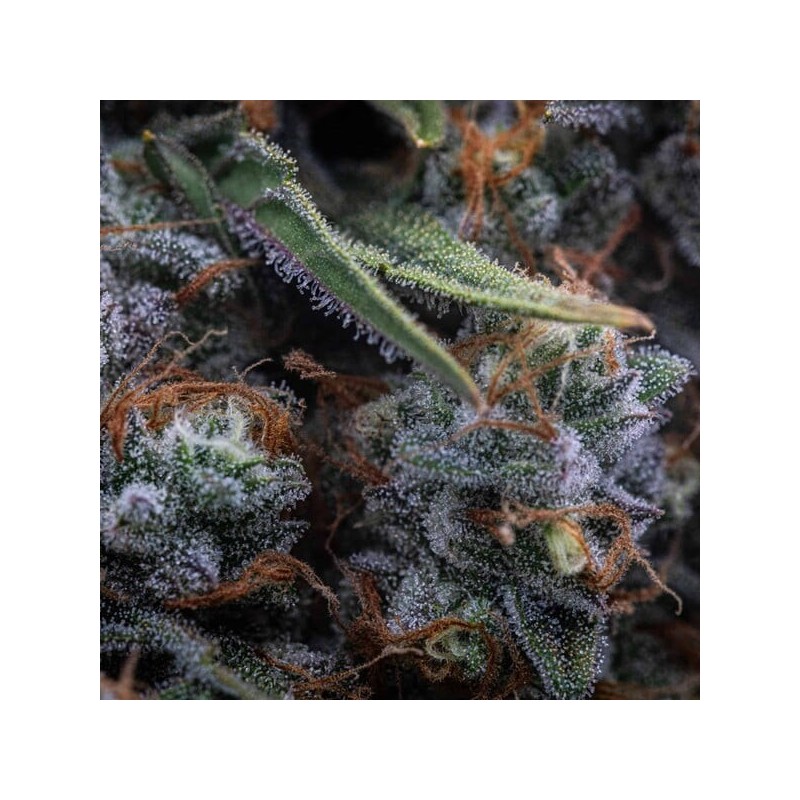 Medusa F1 Auto semi cannabis Royal Queen Seeds