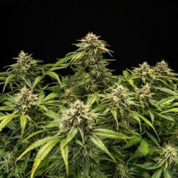 Medusa F1 Auto semi cannabis Royal Queen Seeds