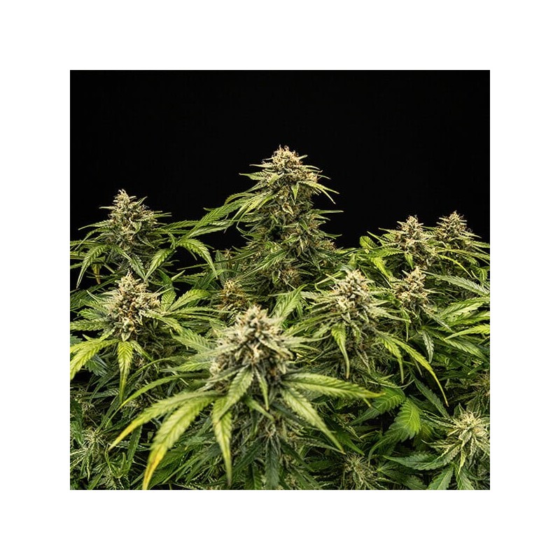 Medusa F1 Auto semi cannabis Royal Queen Seeds