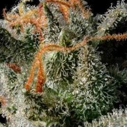 Medusa F1 Auto semi cannabis Royal Queen Seeds