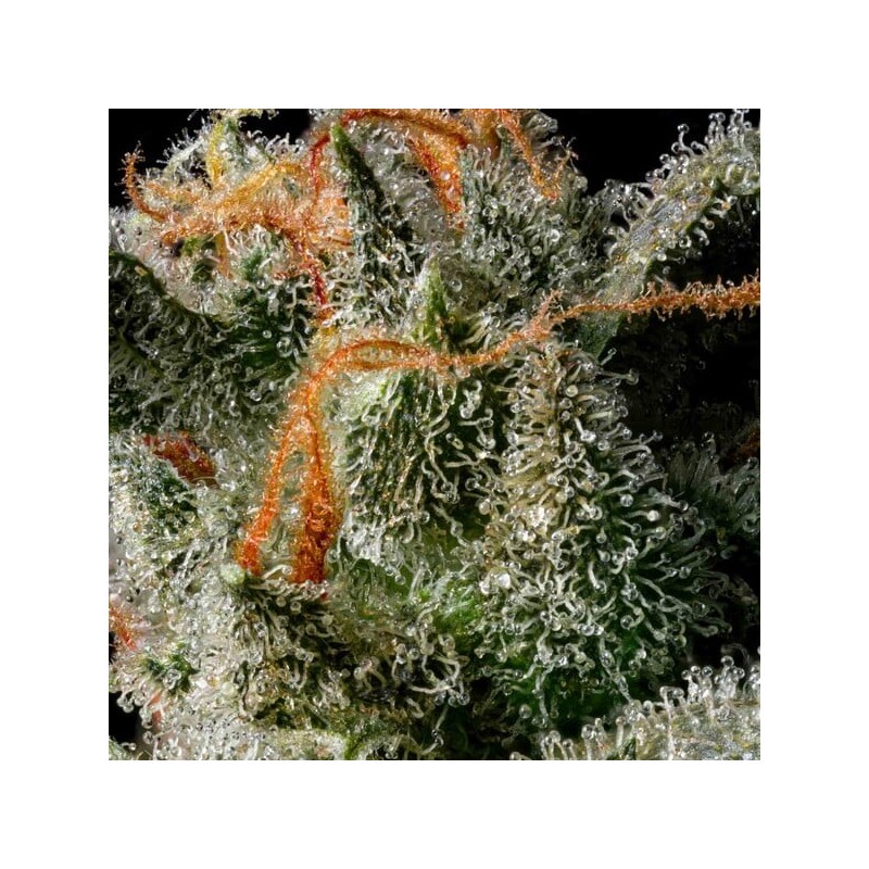 Medusa F1 Auto semi cannabis Royal Queen Seeds
