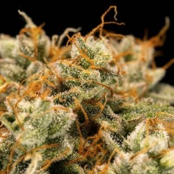 Medusa F1 Auto semi cannabis Royal Queen Seeds
