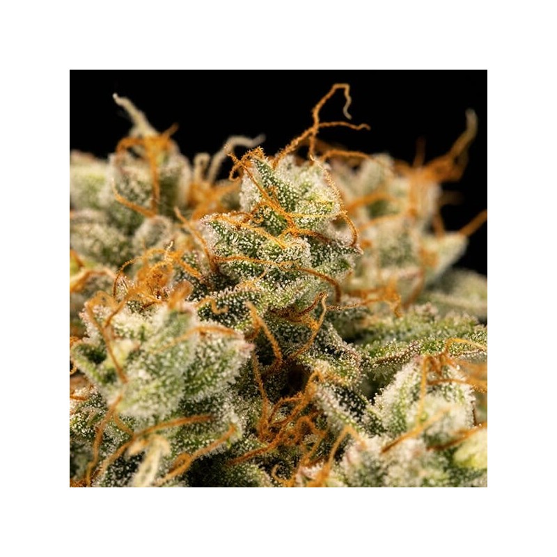 Medusa F1 Auto semi cannabis Royal Queen Seeds