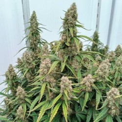 Medusa F1 Auto semi cannabis Royal Queen Seeds