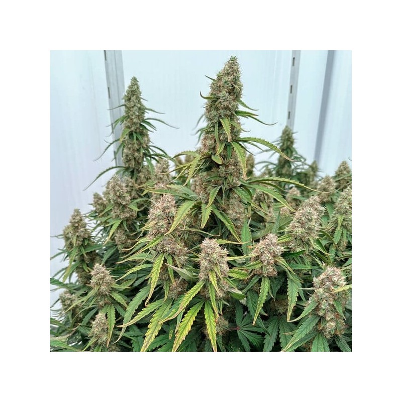 Medusa F1 Auto semi cannabis Royal Queen Seeds