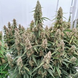Medusa F1 Auto semi cannabis Royal Queen Seeds