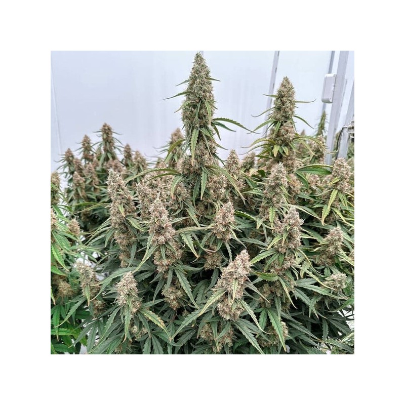 Medusa F1 Auto semi cannabis Royal Queen Seeds