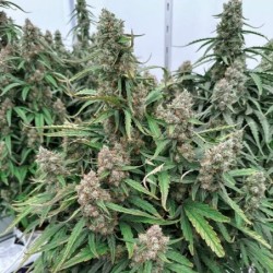Medusa F1 Auto semi cannabis Royal Queen Seeds