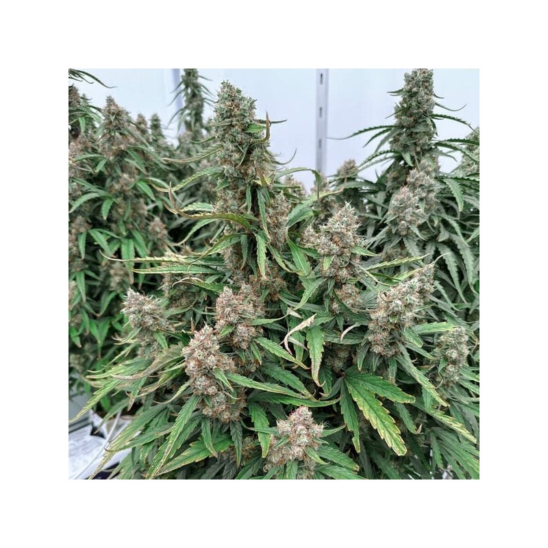 Medusa F1 Auto semi cannabis Royal Queen Seeds
