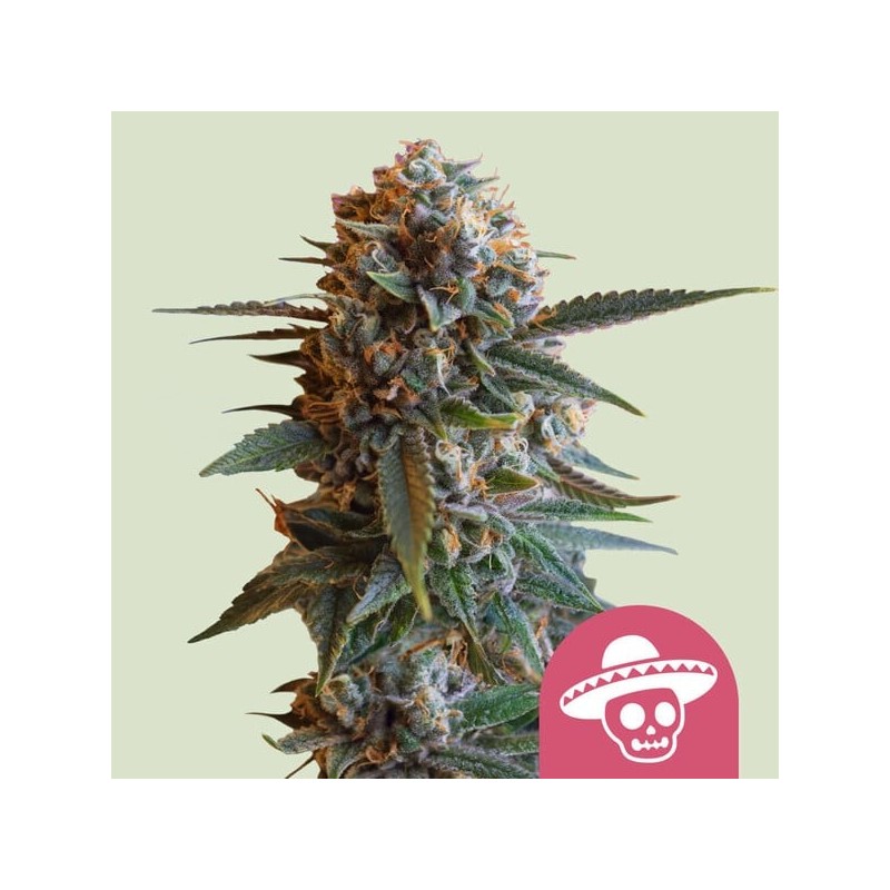 Mexican Rush semi cannabis Royal Queen Seeds