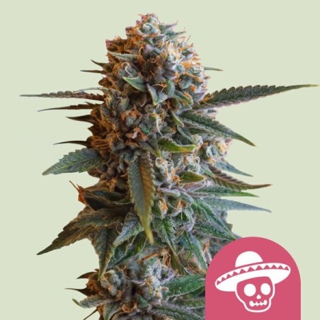 Mexican Rush semi cannabis Royal Queen Seeds
