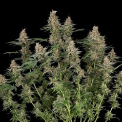 Mexican Rush semi cannabis Royal Queen Seeds