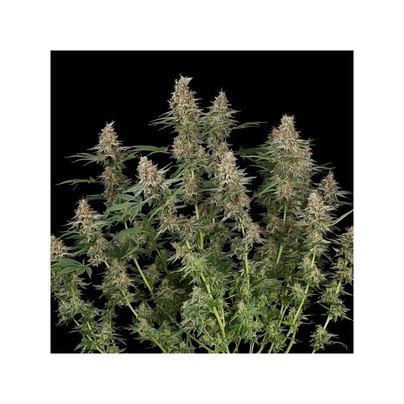 Mexican Rush semi cannabis Royal Queen Seeds