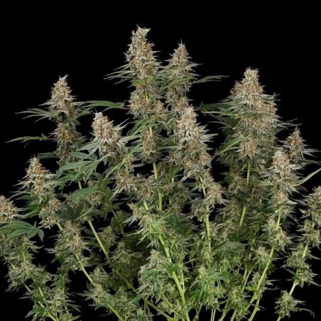 Mexican Rush semi cannabis Royal Queen Seeds