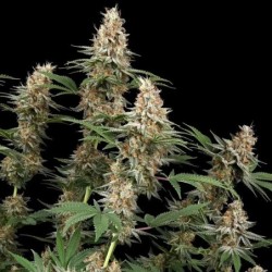 Mexican Rush semi cannabis Royal Queen Seeds
