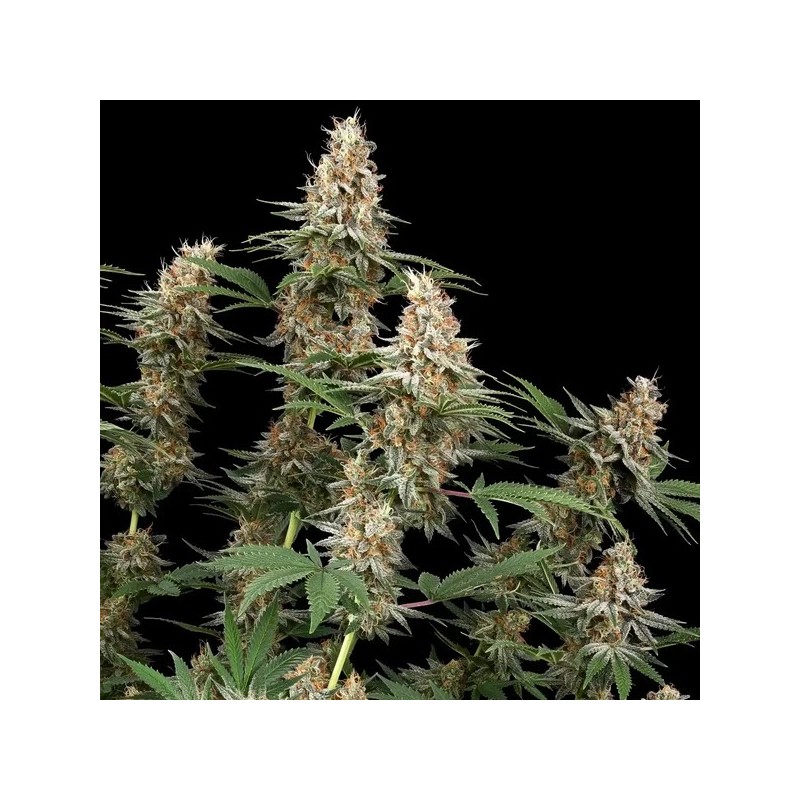Mexican Rush semi cannabis Royal Queen Seeds