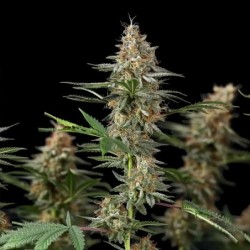Mexican Rush semi cannabis Royal Queen Seeds